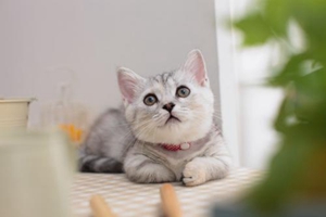 怎么样让小猫睡猫窝