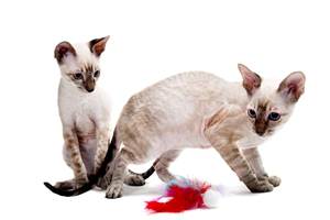 小猫受到惊吓会怎么样