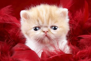 猫咪要如何护理