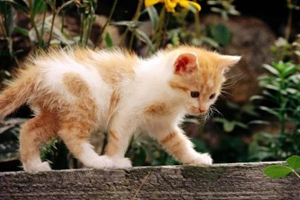 新生猫咪如何护理