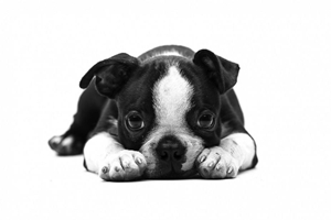 三个月狗狗怎么照顾