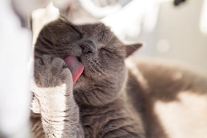 如何让猫咪乖乖剪指甲