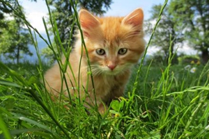 如何让猫咪在猫窝睡