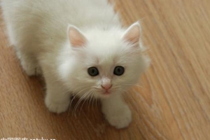 如何使猫咪放松