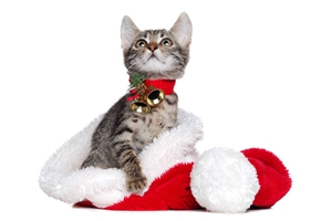 如何跟小猫咪相处