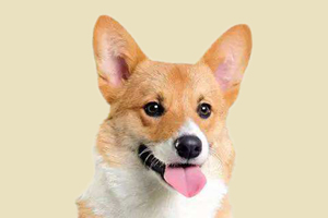 柯基毛不亮怎么办