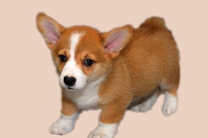 柯基要怎么吃胖