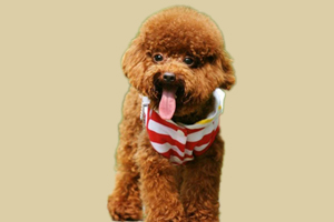 泰迪缺钙吃什么