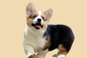 怎么区分柯基犬