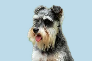 雪纳瑞犬如何饲养