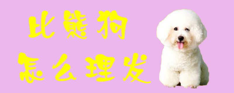 比熊狗怎么理发1