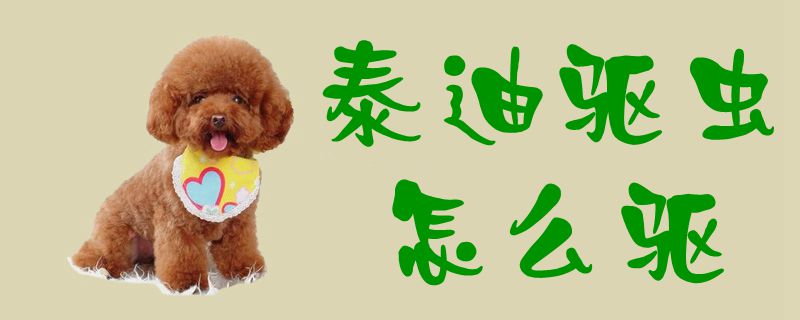 泰迪驱虫怎么驱1
