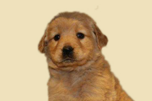 小金毛狗怎么挑