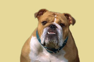 英斗犬发情什么反应