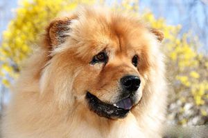 松狮体臭怎么治疗