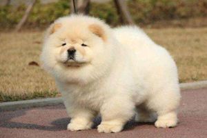 松狮耳朵立不起来怎么办