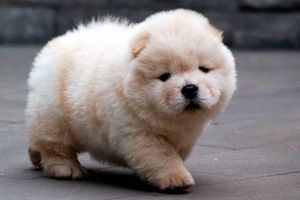 松狮耳朵发臭怎么办