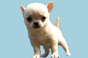 吉娃娃为什么掉毛