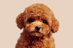 泰迪犬体味臭怎么办