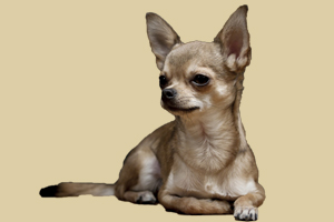 吉娃娃缺点有哪些