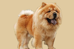 松狮犬什么时候发情