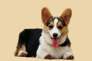 柯基犬什么时候能生育