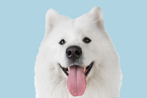 萨摩什么时候毛长全