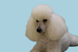 贵宾犬体臭怎么办