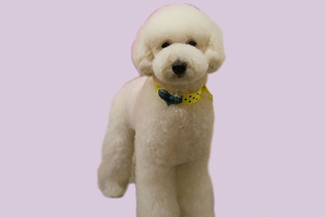 贵宾犬的饲养方法是什么