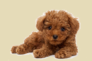 贵宾犬为什么口臭