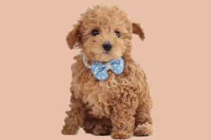 贵宾犬缺钙有什么症状