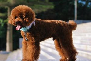 贵宾犬掉毛严重怎么办