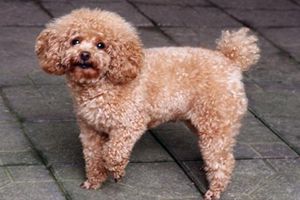 贵宾犬口水很臭怎么办