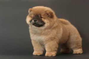 松狮为什么爱咬人