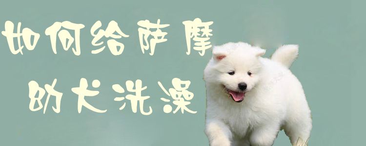 如何给萨摩幼犬洗澡1