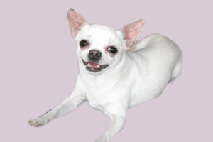 吉娃娃泪痕重怎么办