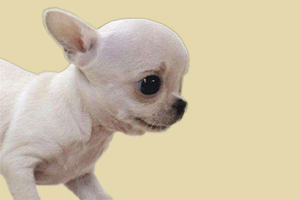 吉娃娃缺钙什么症状