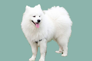 萨摩耶犬什么时候换毛