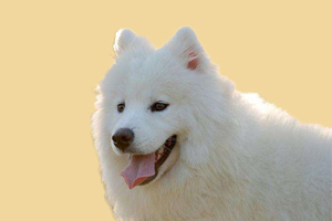 萨摩耶喂什么增加体重