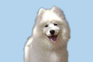 萨摩耶发情怎么办