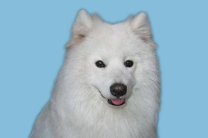 萨摩耶喂什么食物