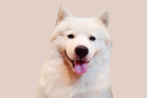 萨摩发情期怎么办