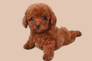 如何挑选泰迪幼犬