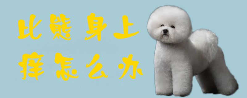 比熊身上痒怎么办1