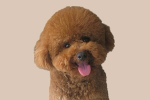 贵宾犬毛发怎么打理