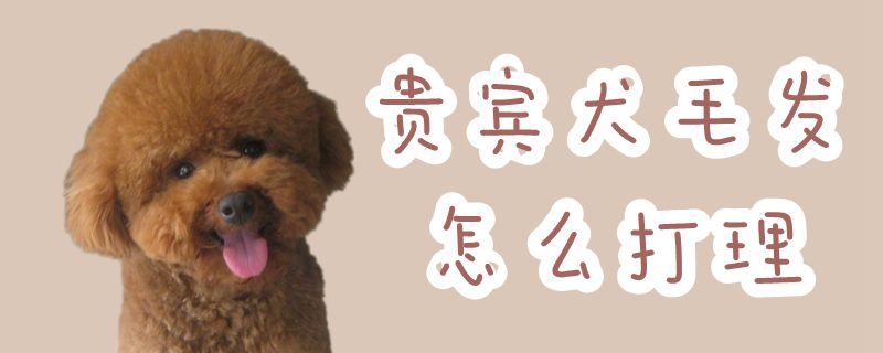 贵宾犬毛发怎么打理