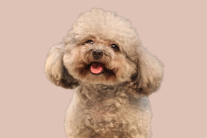 贵宾犬不吃饭怎么办