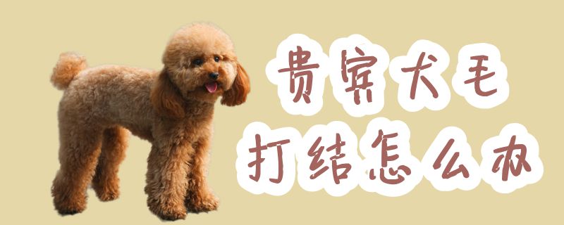 贵宾犬毛打结怎么办