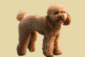 贵宾犬什么时候换牙