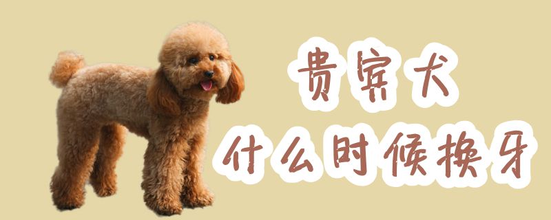 贵宾犬什么时候换牙